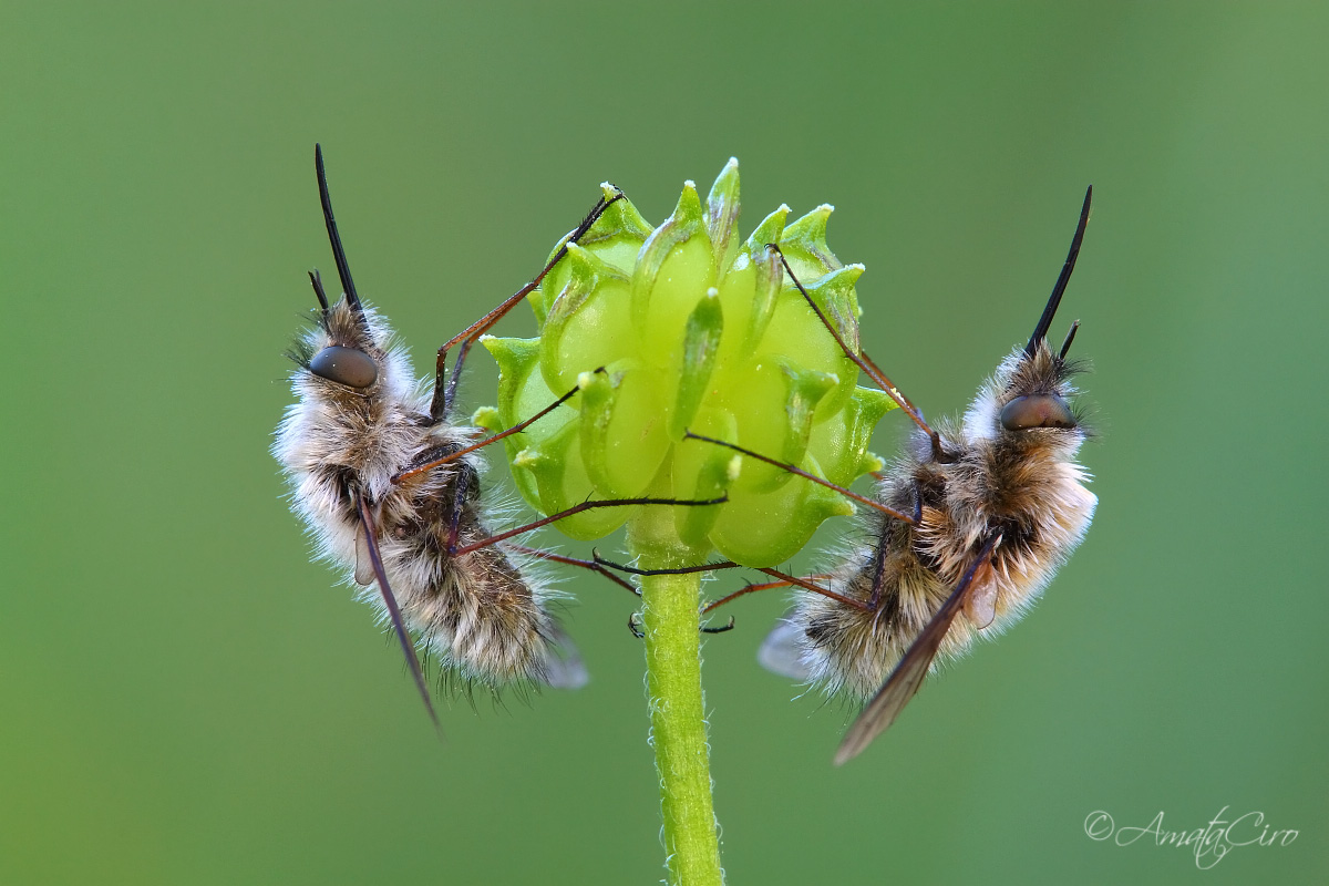 Bombylius major (Linnaeus, 1758)