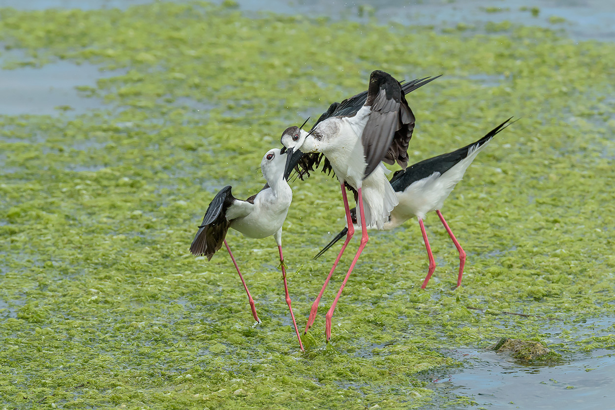 Cavalieri... poco cavalieri