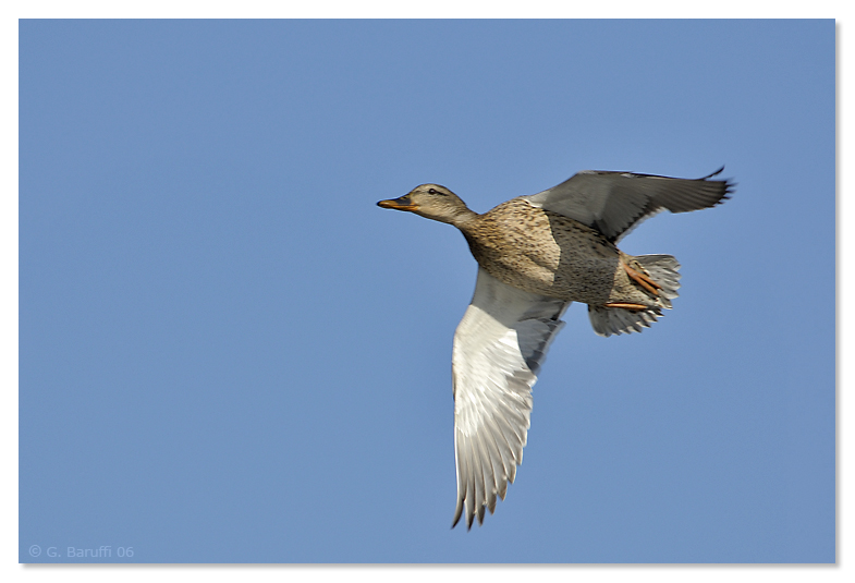 Una comune femmina di Germano reale