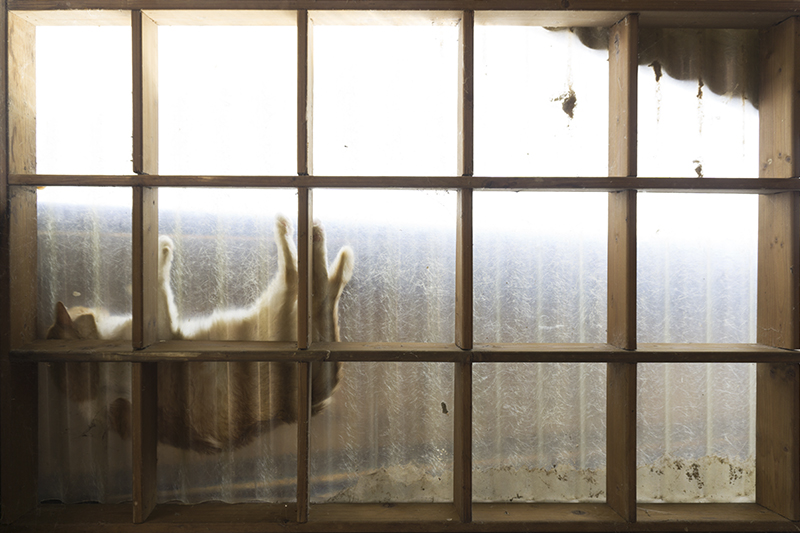 the cat is on the roof