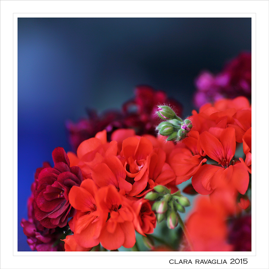 Carnosit�... di primavera