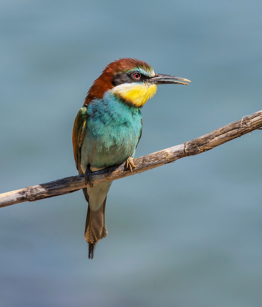 Gruccione al sole...