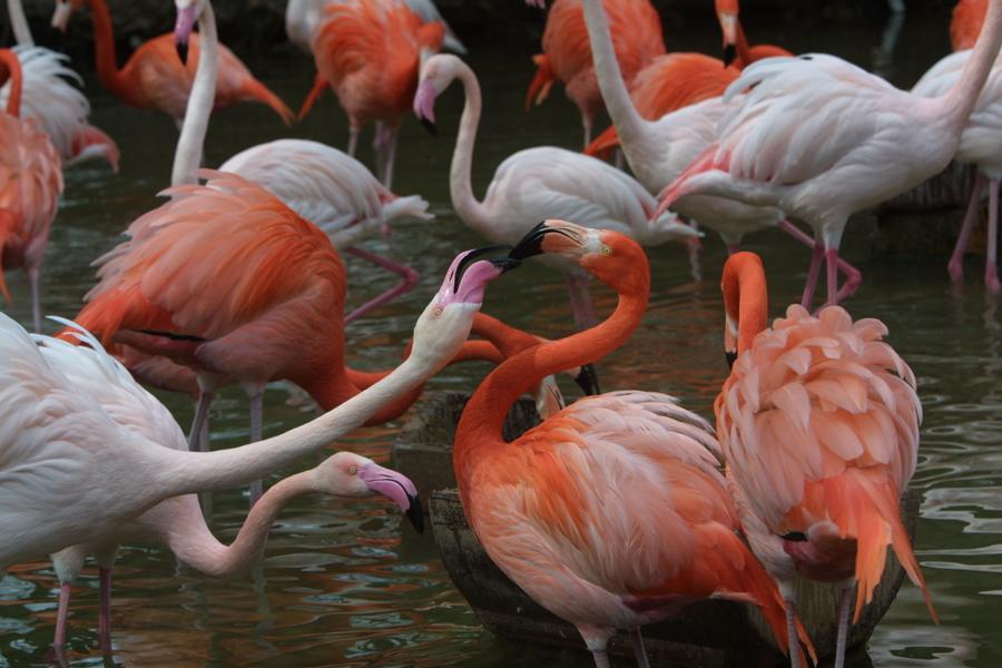 Flamingos