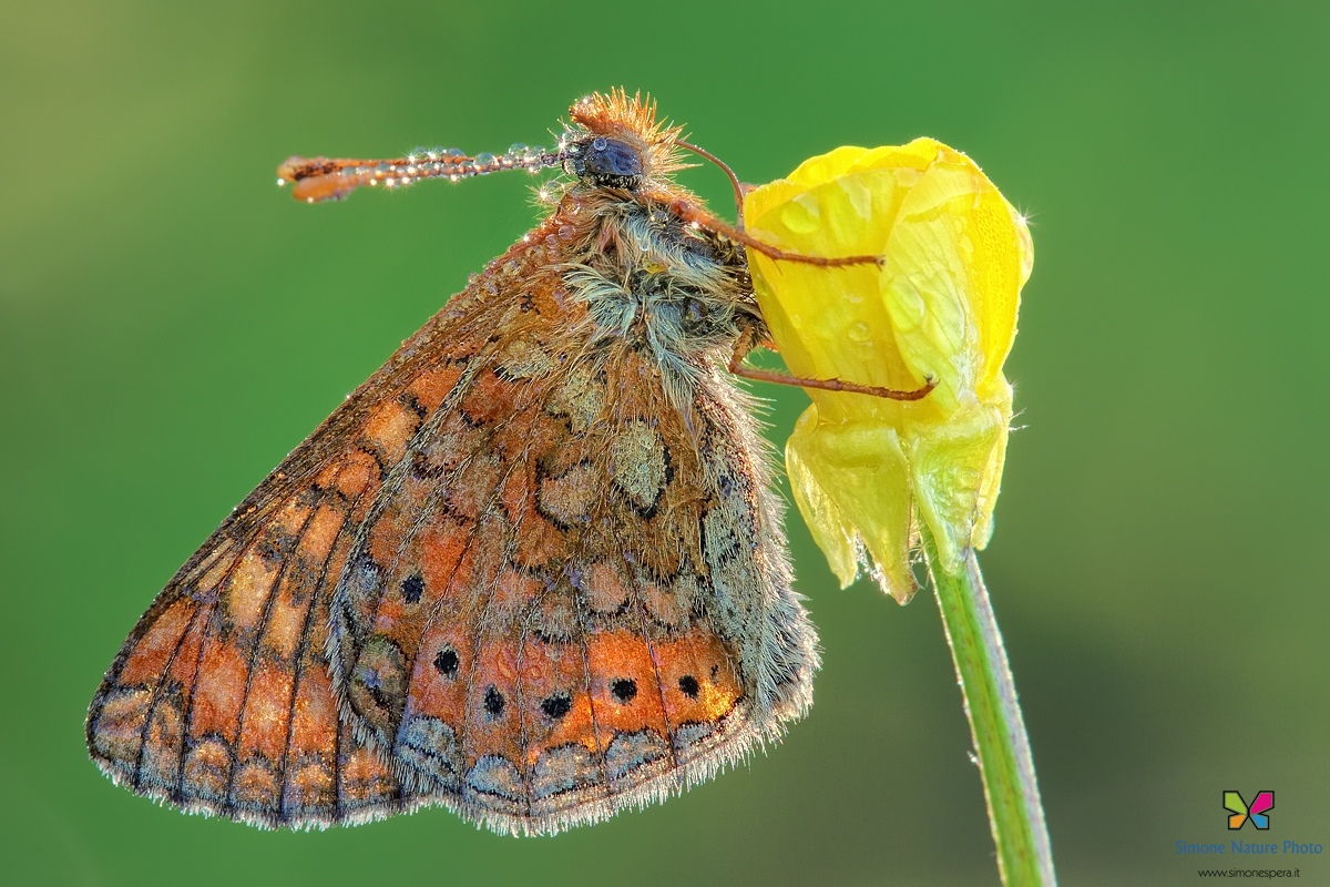 Euphydryas aurinia....