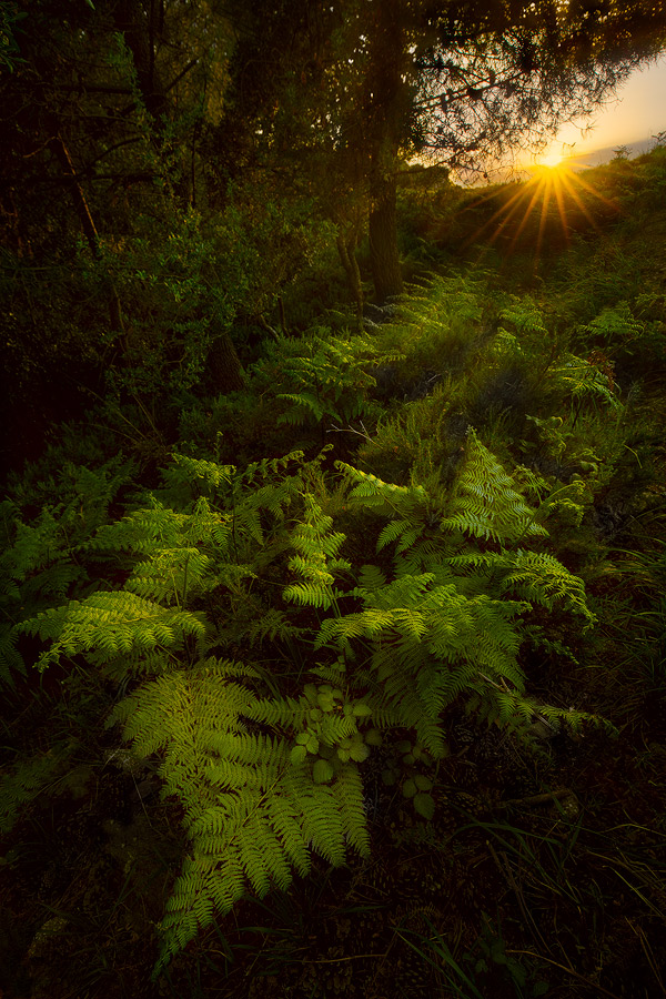 The call of the forest