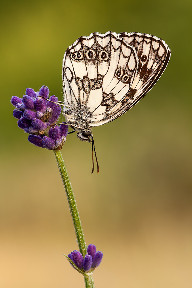 Melanargia galathea