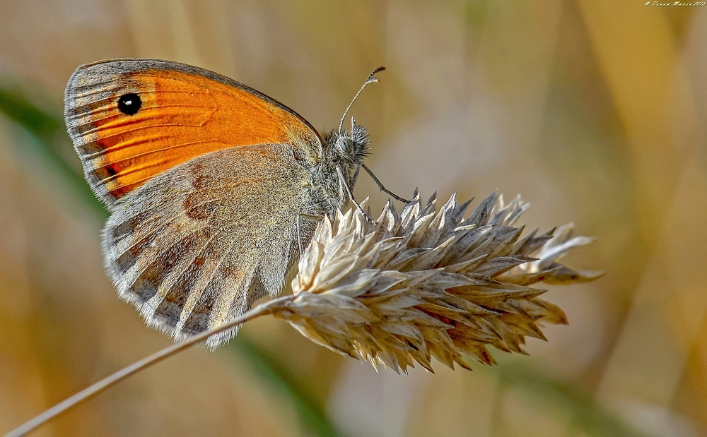 Coenonympha pamphilus
