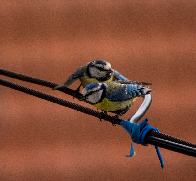 Una coppia affiatata