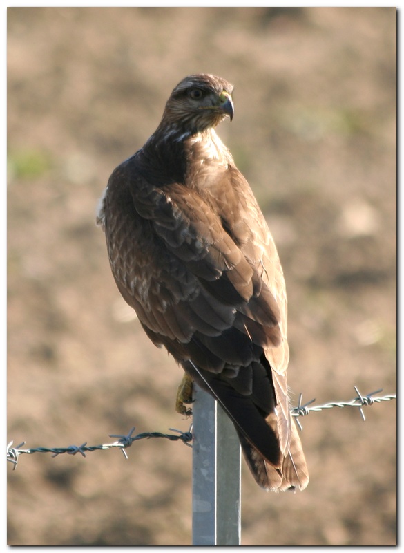 Poiana in versione esorcista