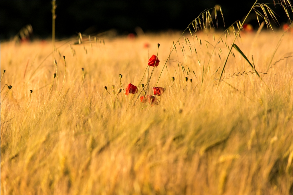 Papaveri 2