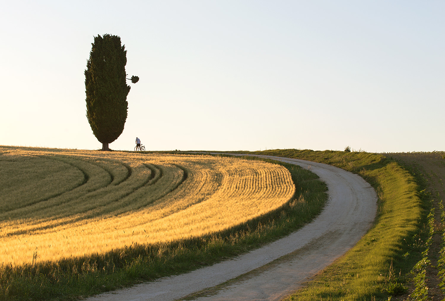 attenzione caduta rami