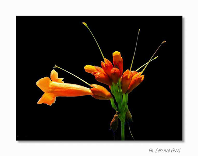 Orange Flowers