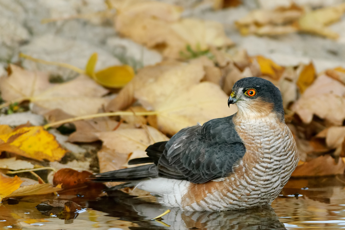 Sparviero (Accipiter nisus)