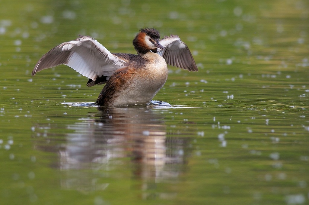 Una sgranchita di ali