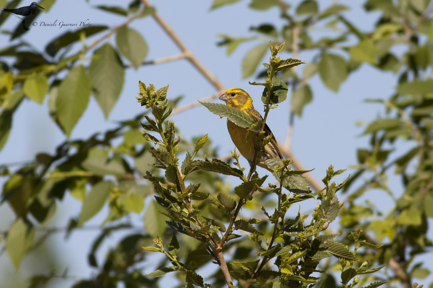 Verzellino (Serinus serinus)
