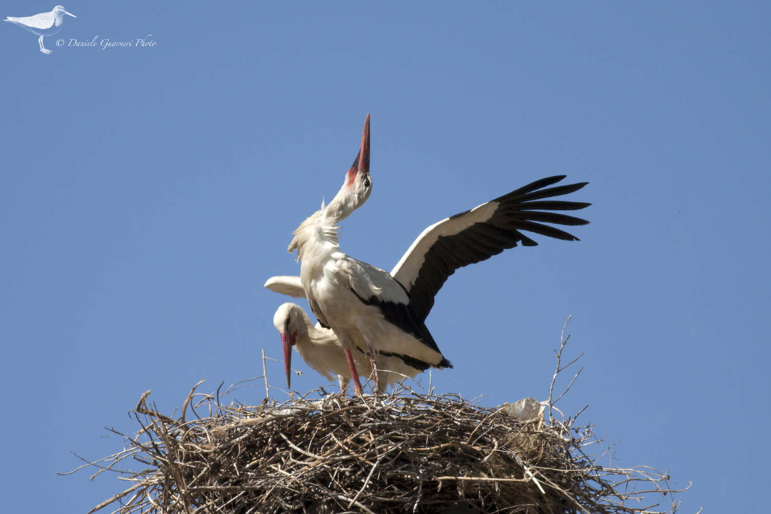 Cicogna bianca (Ciconia ciconia)