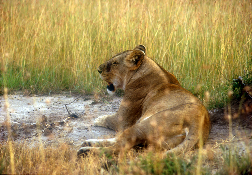 Maasai Mara, Kenya