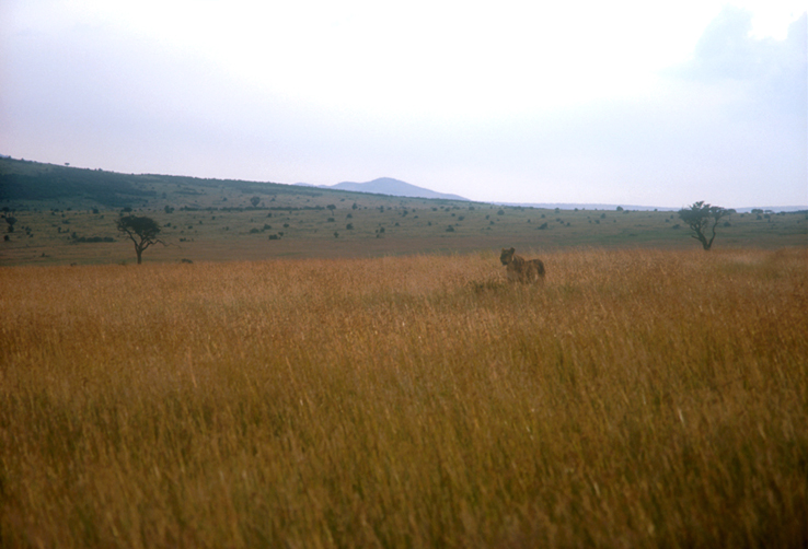 Maasai Mara, Kenya