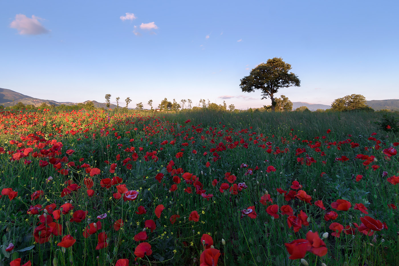I colori della primavera