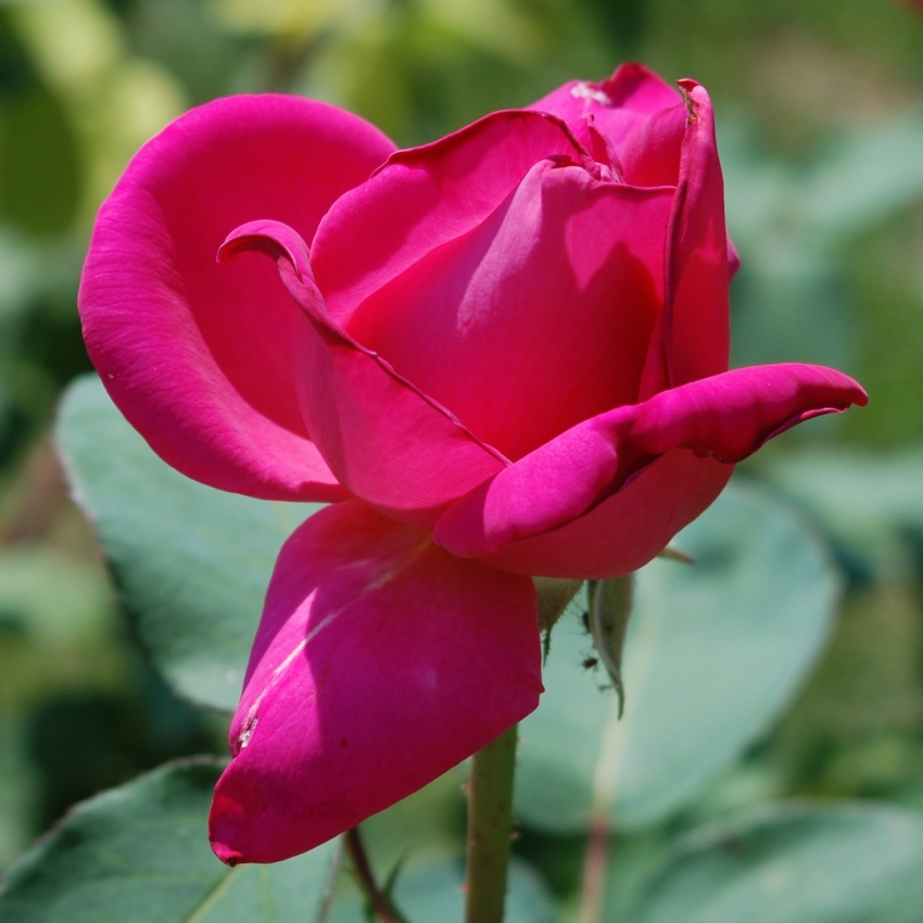 rosa
