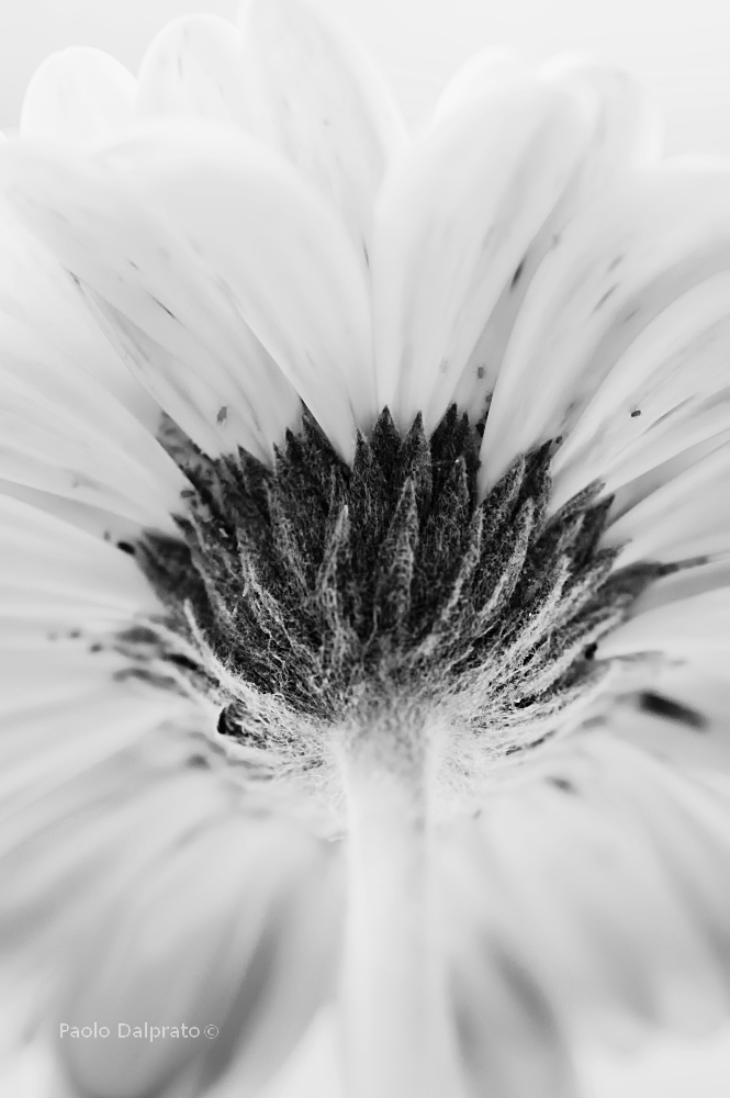 Non faccio foto di fiori