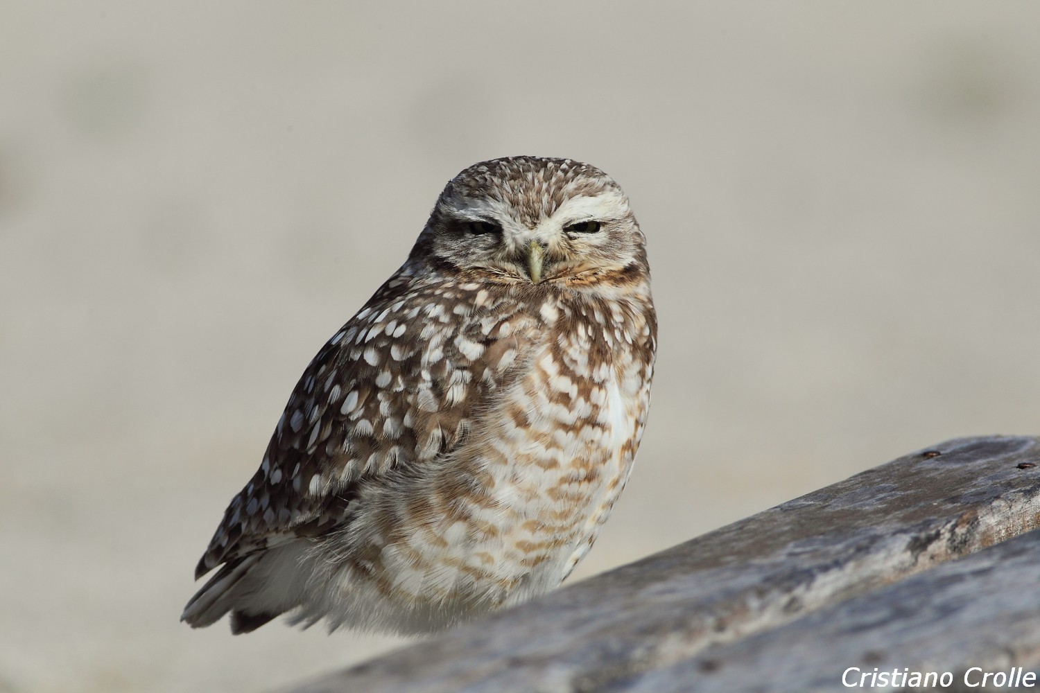 Civetta delle tane "intera"