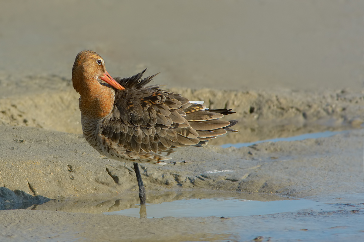 Pittima reale (Limosa limosa)
