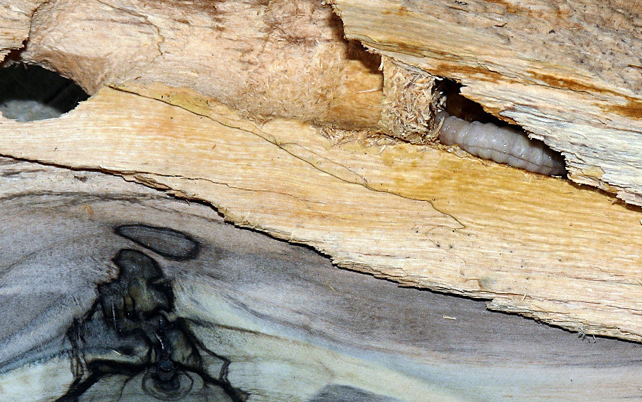 *** il farabutto dell'olivo ***