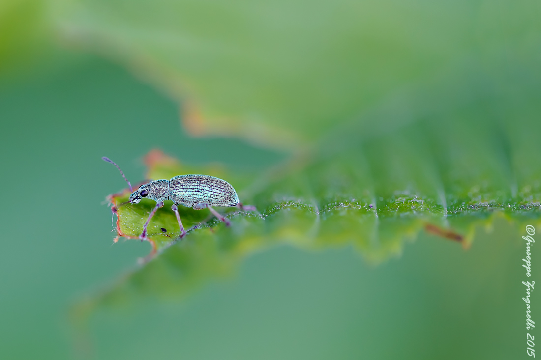 Phyllobius Glauco [calcaratus] (Scopoli 1763)