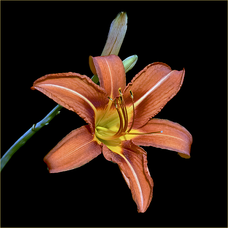 Lilium