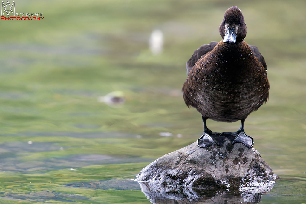 Mi stai fotografando ? .....