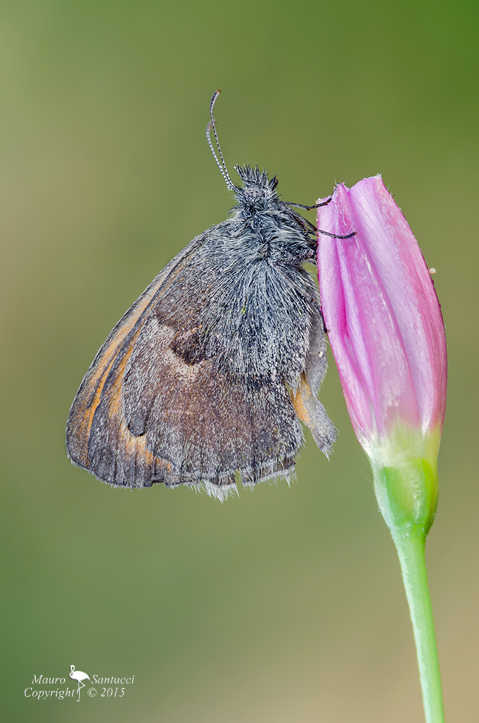 Coenonympha pamphilus