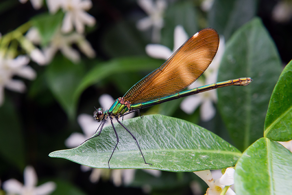 Libellula