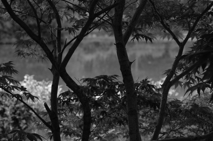 Idem come precedente ma B/W