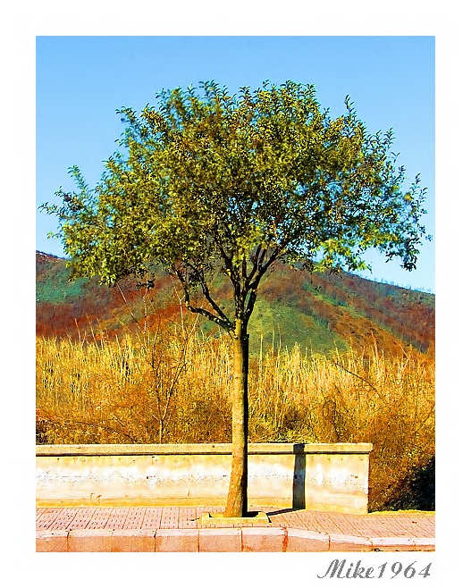 Albero (dedicato a Gianluca Moret) :-)