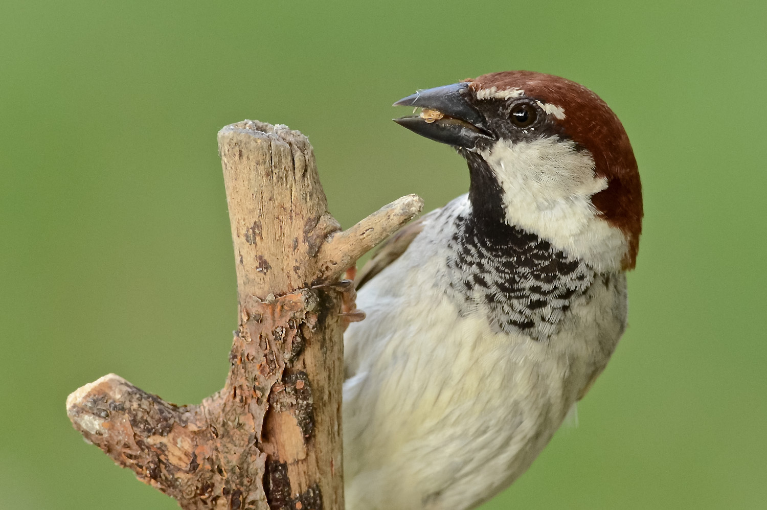 E' solo un passero...