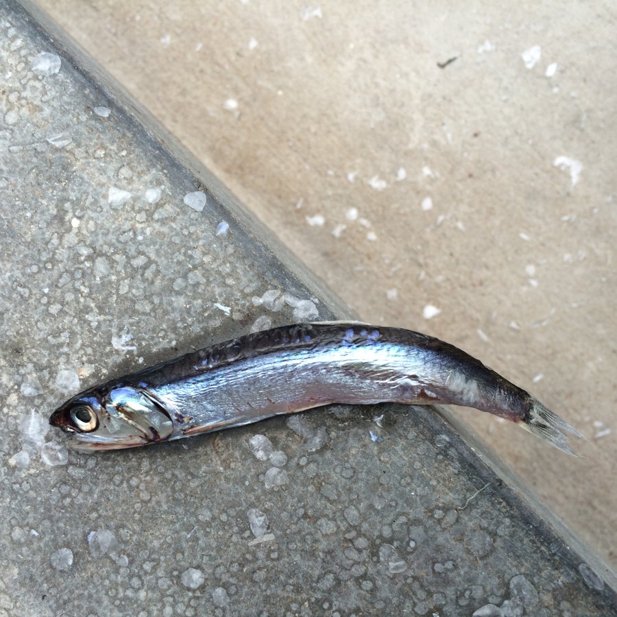 Una scalata impossibile