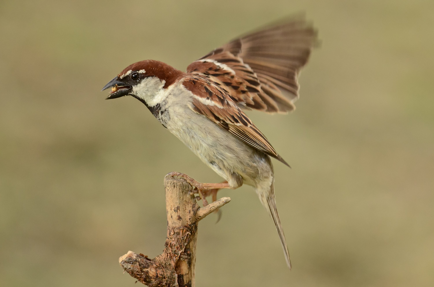 E la storia continua...