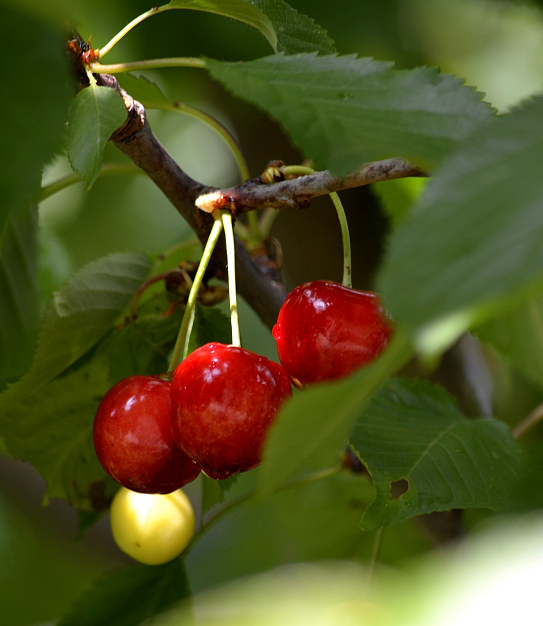 Aspettando la maturazione