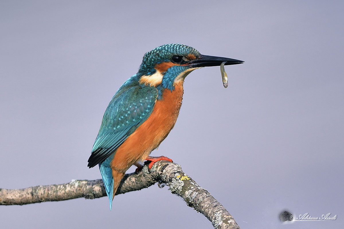 martin pescatore modesto