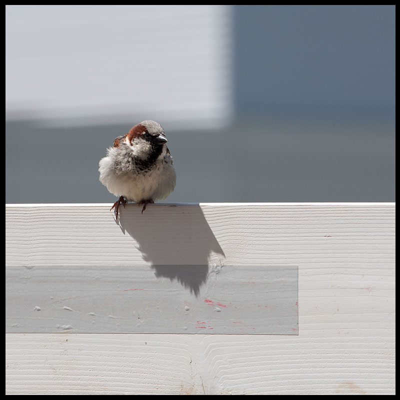 giocando con un passero