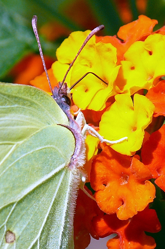 *** T'ho beccato a farti n� canna ***