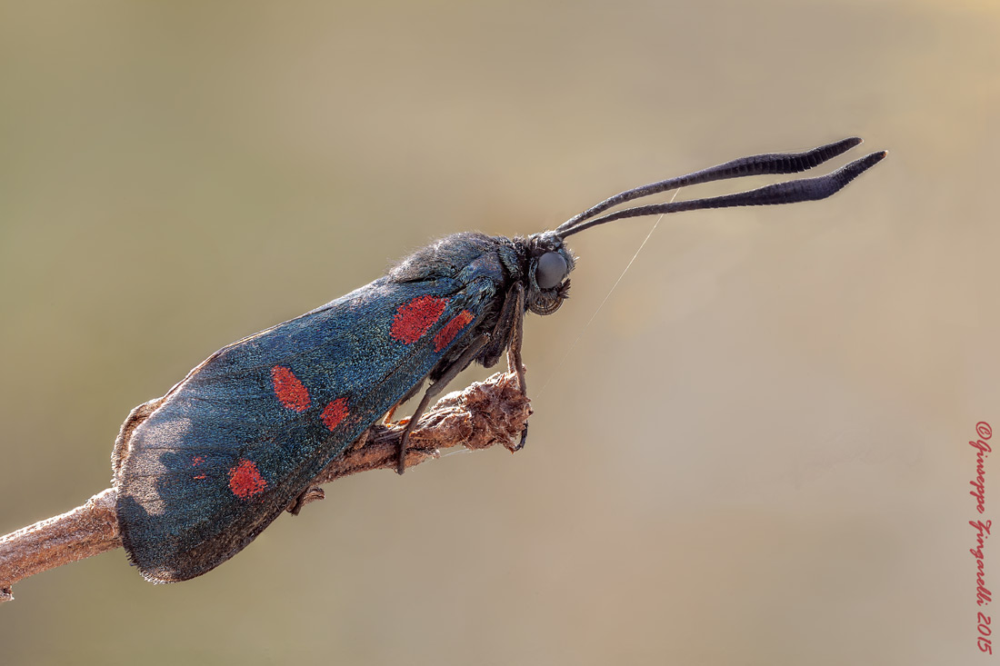 Zygaena filipendulae