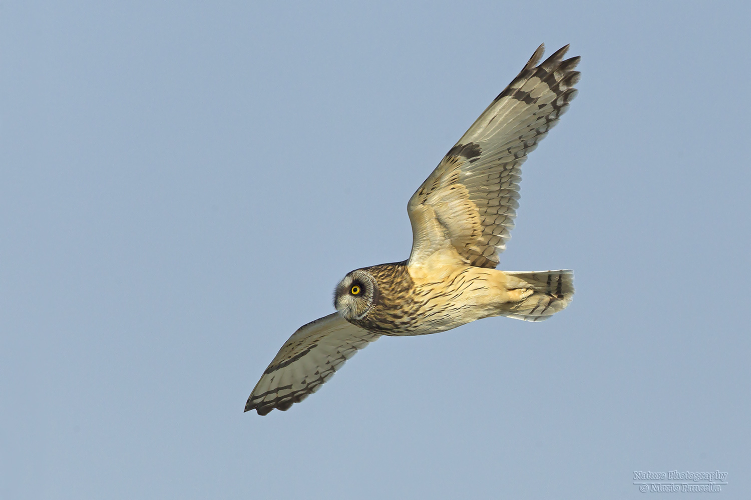Gufo di palude (Asio flammeus)