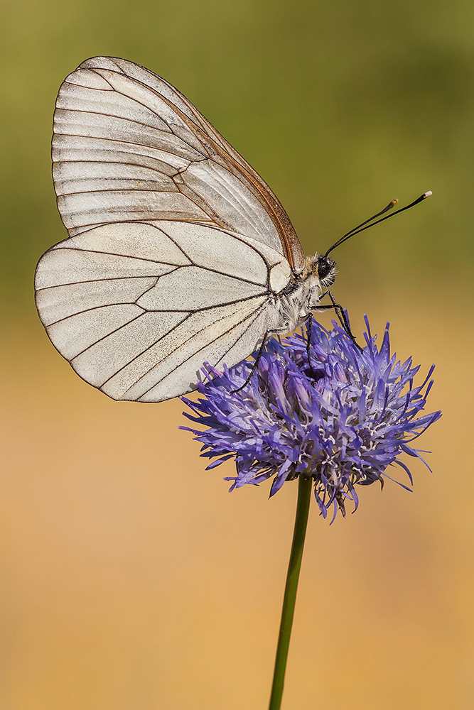 Pieride del biancospino