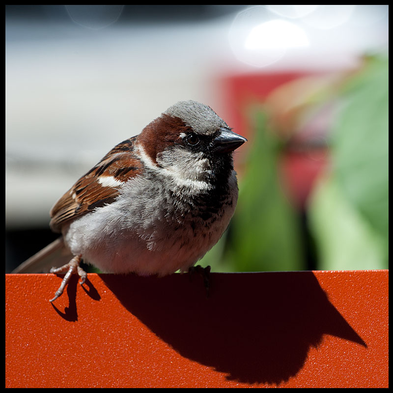 passero su sedia in metallo
