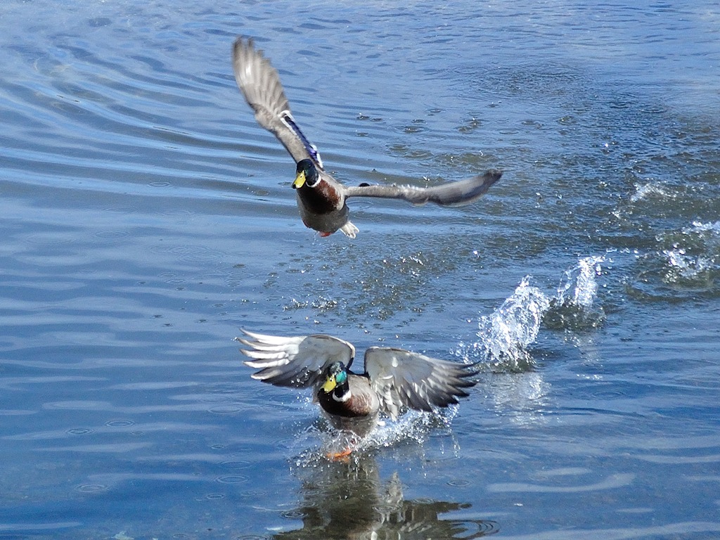 Atterraggio e decollo