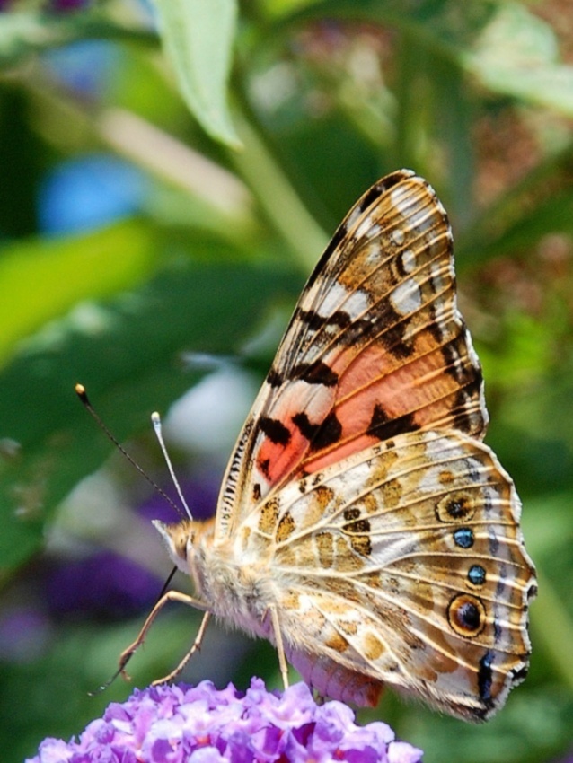 nel giardino di Gianni