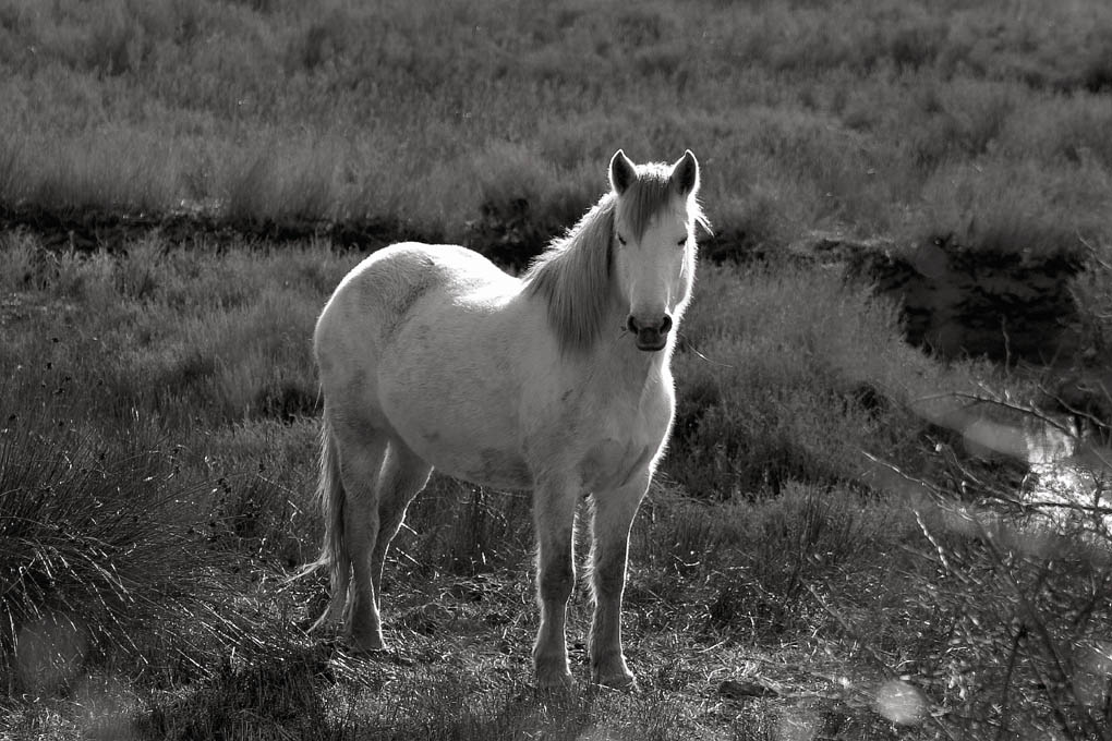 Oasi naturalistica "Isola della Cona"