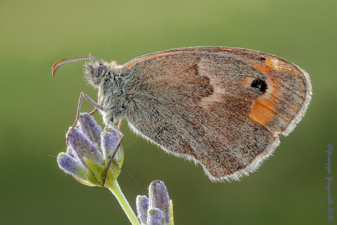 Coenonympha pamphilus    sulla Lavanda